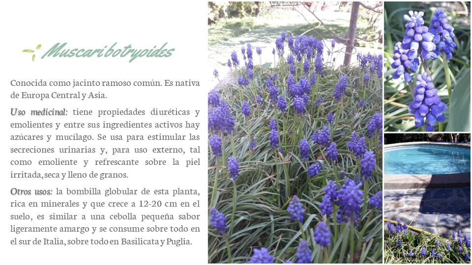 Diapositiva115