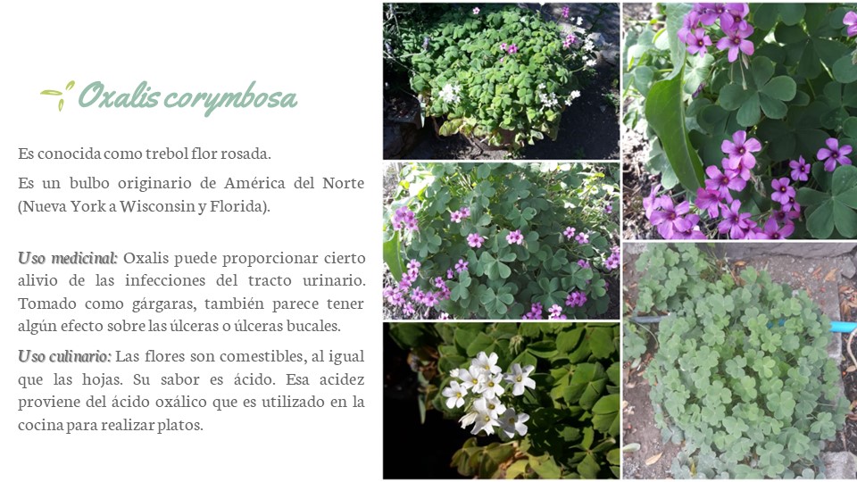 Diapositiva117