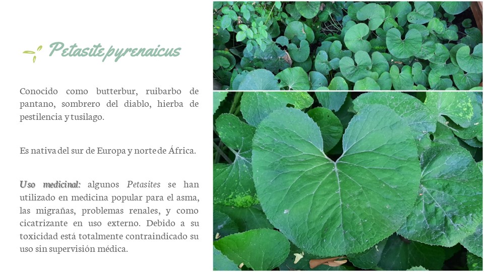 Diapositiva132