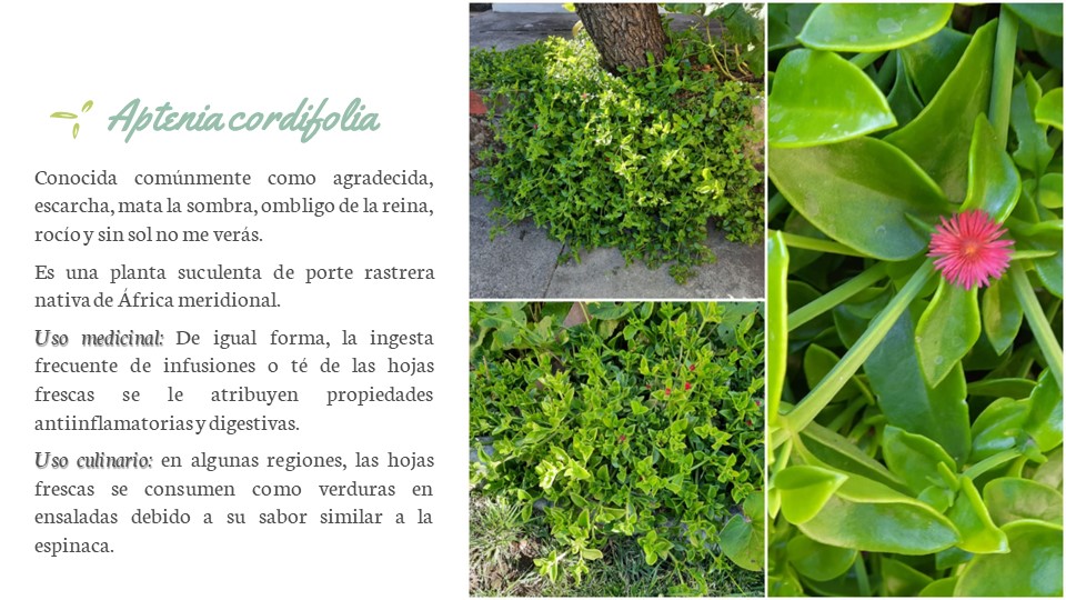 Diapositiva141
