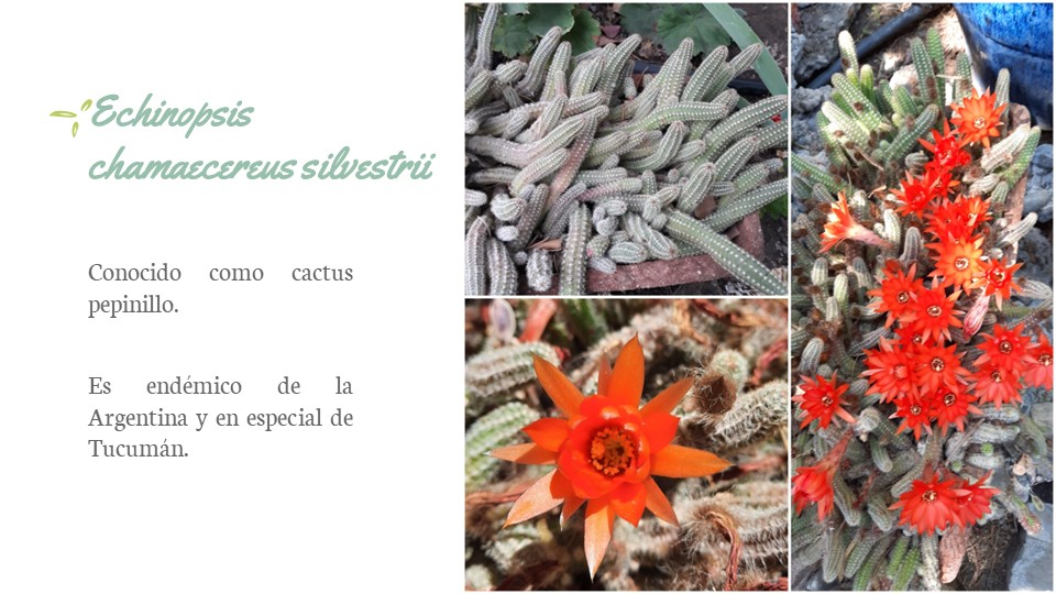 Diapositiva149