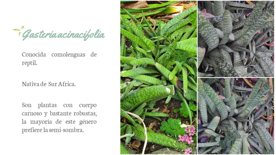 Diapositiva152