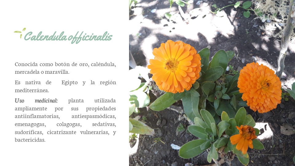 Diapositiva169