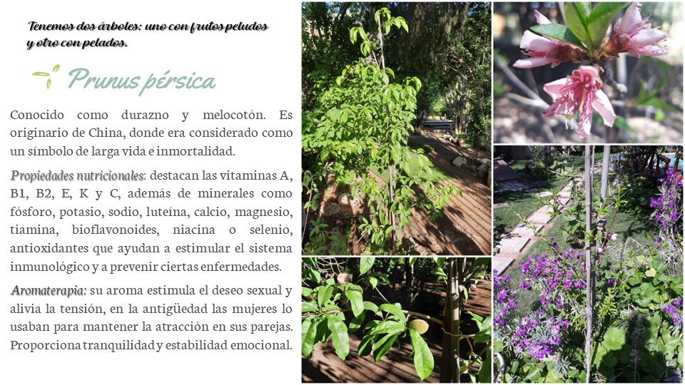 Diapositiva19