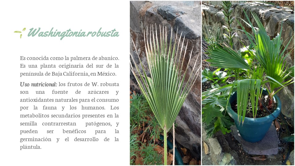 Diapositiva53