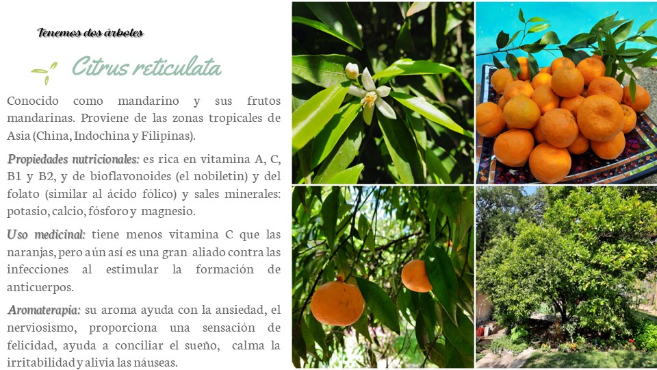 Diapositiva7