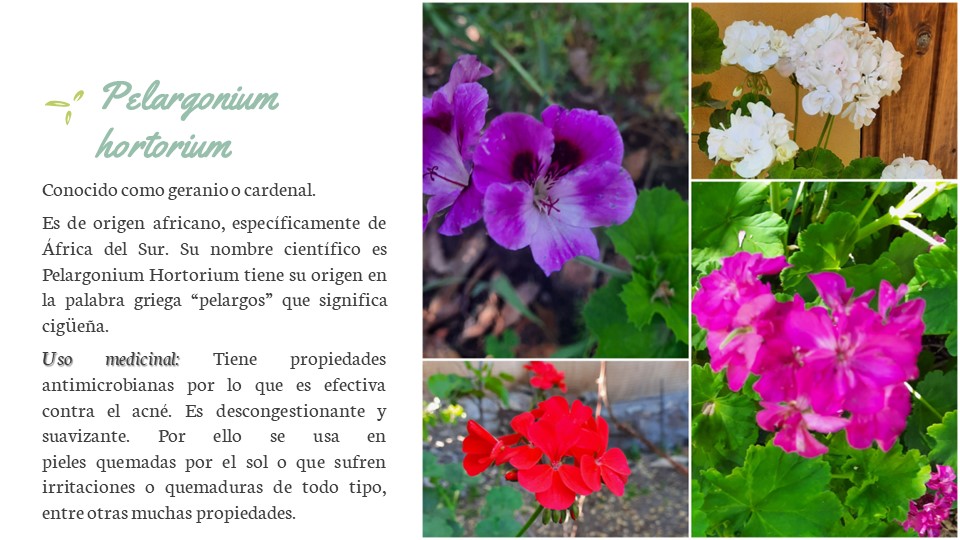 Diapositiva82