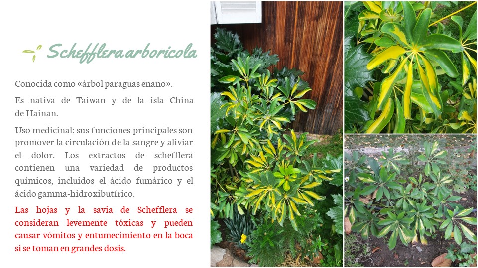 Diapositiva89